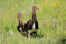 A Pair Of Spur-winged Geese (Plectropterus Gambensis) In Natural Habitat, South Africa.