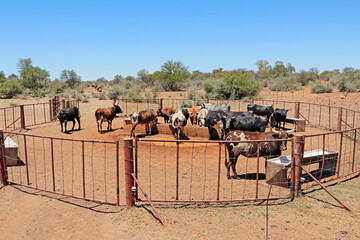 Wall Mural - Free-range nguni cattle gathering at a watering point on a rural farm, South Africa.