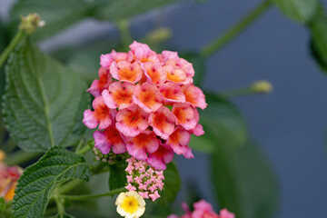 Wall Mural - Flower of Common Lantana of the species Lantana camara with selective focus