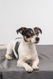 Fototapeta Zwierzęta - Young brown, black and white Jack Russell Terrier posing in a studio, the dog looks to the right, copy space