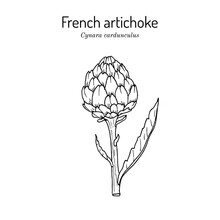 French, Globe Or Green Artichoke