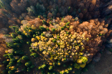 Wall Mural - Autumn foliage in the mountains.