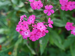 Sticker - pink flowers in the garden