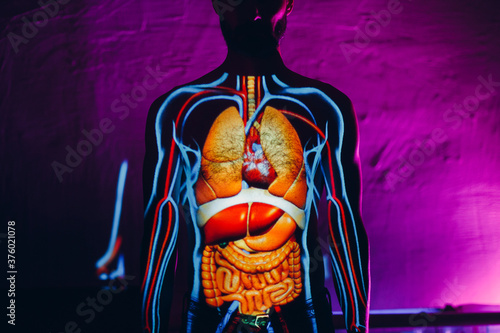 Human Anatomy Internal Organs On Man Body Stock Photo Adobe Stock