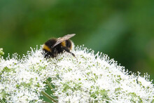A Bee On Cow Parsley Collecting Pollen
