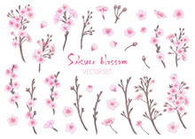 Vector Sakura Trees Blomming Collections. Set Of Cherry Flowers