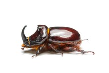 Side View Of Rhinoceros Beetle
