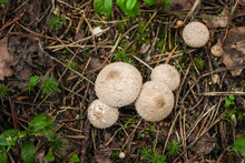 Young Edible Autumn Mushroom Lycoperdon Or Raincoat