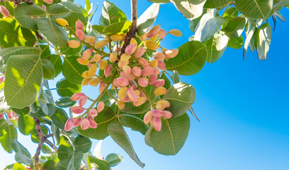 locally produced fresh pistachio crop and product background