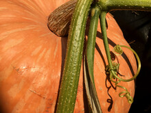 Part Of An Orange Pumpkin With A Green Stalk Close Up