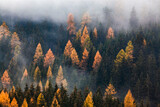 Fototapeta Na ścianę - autumn nature background forest in fog