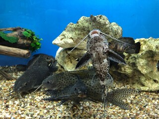 Wall Mural - Schmuckflossenfliederbardwels im Aquarium. Synodontis eupterus