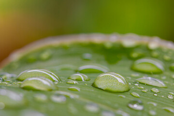 Rain drop on green leaf with nature background.