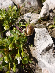 snail on a leaf