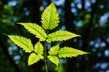 Plant stem with serrated leaves in the sunlight over dark forest background. Fern like plant flooded with light . Close-up, macro photo.