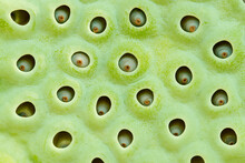 Detail Of Indian Lotus Plant Pod With Seed Holes.