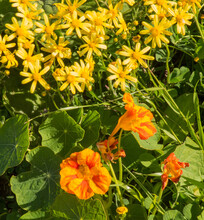 Yellow And Orange Wild Flowers