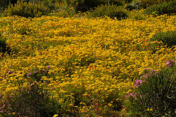 Wall Mural - yellow wild flowers