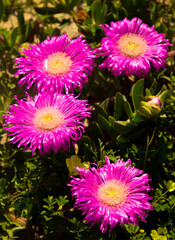 Wall Mural - close-up of bright pink flowers with yellow centers (vygies) wild flowers