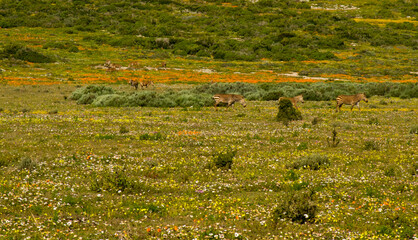 Wall Mural - wild flowers with zebras