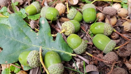 Ten green acorns and an oak leaf lie on dry grass and branches