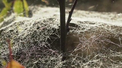 beautiful wet cobweb, wet cobweb on a tree