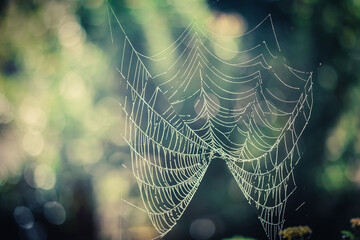 Cobweb in the garden