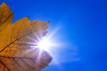 Wall Mural - Sunbeam through autumn yellow leaf in the sun. autumn leaf against the sky.  scene, fall composition. beautiful natural background. Copy space