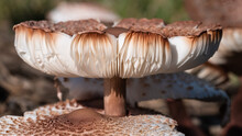 Nature Abstract: Close Look At Gills Of A Parasol Mushroom