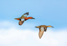 A Cinnamon Teal Couple Take Flight Above The Clouds And Against A Light Blue Sky.
