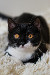 Wall Mural - Bicolor british shorthair kitten, black and white cat. Funny emotions. Selective focus.