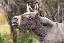 Portrait Of A Young Donkey Braying