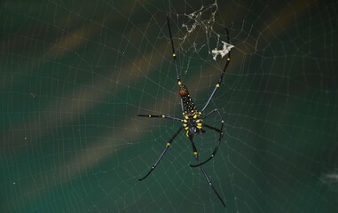 spider on the web