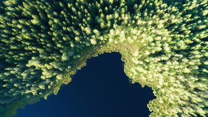 Wall Mural - Aerial top down view of beautiful forest lake. Birds eye view of scenic blue lake surrounded by pine forests. 