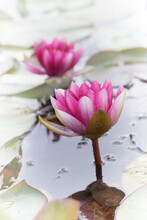 Pink Waterlily Blossom In The Pond, Light Frame