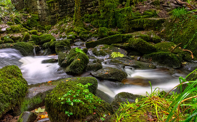 Wall Mural - Kennall river in Kennall Vale Nature Reserve, Ponsanooth, Cornwall, United Kingdom