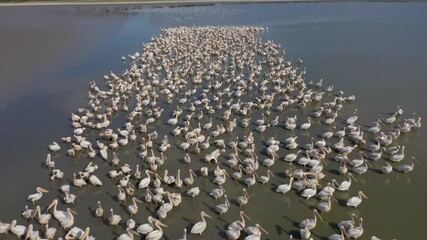 Wall Mural - Pelican colony at Besalma lake in Moldova