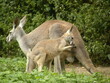 rodzina kangurów