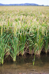 Green rice plants growing in the water, vertical. Rice filed in summer.