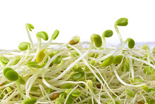 Close up of bean sprouts