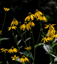 Bright Yellow Petals On A Patch Of Black Eyed Susan Flowers