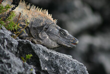 A Large Adult Iguana Rests On A Rocky Cliff Near Tulum In The Mexican State Of Quintana Roo In The Yucatan Peninsula. Its Eyes Are Closed As It Sits In The Sun.