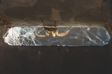 back-lit spider 