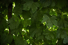 Wall Of Grape Leaves