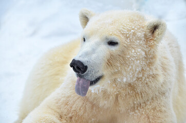 Wall Mural - white polar bear