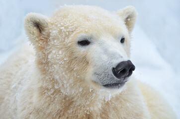 Wall Mural - white polar bear