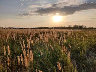 wheat field at sunset