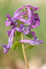 Wall Mural - Corydalis solida or fumewort, flowering plant in the family Papaveraceae, native to moist, shady habitats in northern Europe, early spring flower