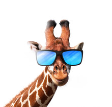 Smiling Giraffe Wearing A Blue Sunglasses