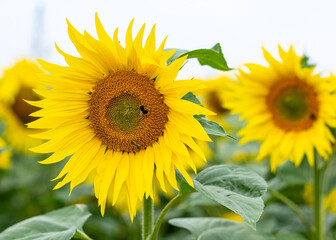 Two sunflowers in a row with working bees